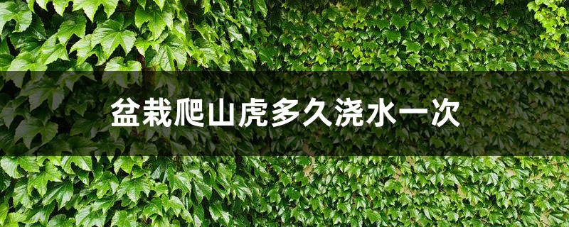盆栽爬山虎多久浇水一次,怎样繁殖 盆栽爬山虎多久浇水一次,怎样繁殖