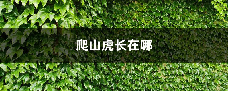 爬山虎长在哪,可以在北方过冬吗 爬山虎长在哪,可以在北方过冬吗