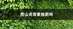 爬山虎需要施肥吗，什么时间施肥