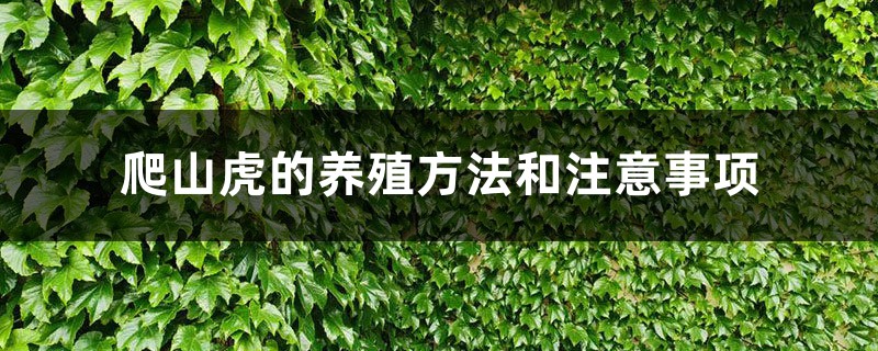 爬山虎的养殖方法和注意事项,施肥过量怎么办 爬山虎的养殖方法和注意事项,施肥过量怎么办