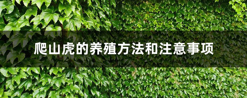 爬山虎的养殖方法和注意事项，施肥过量怎么办