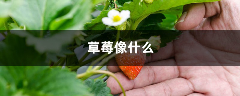 草莓像什么,草莓图片 草莓像什么,草莓图片