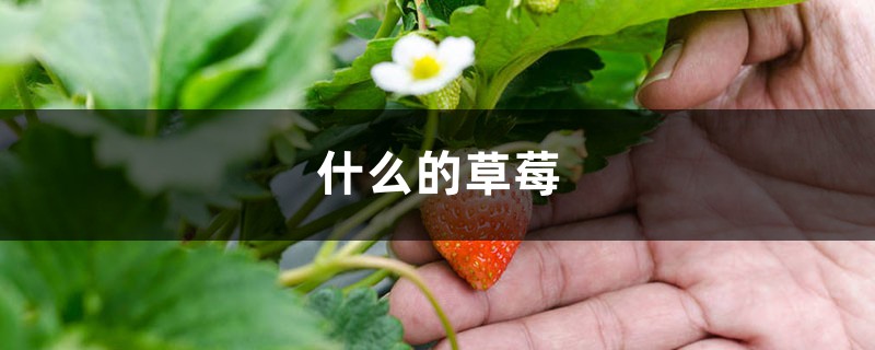 什么的草莓,草莓图片 什么的草莓,草莓图片