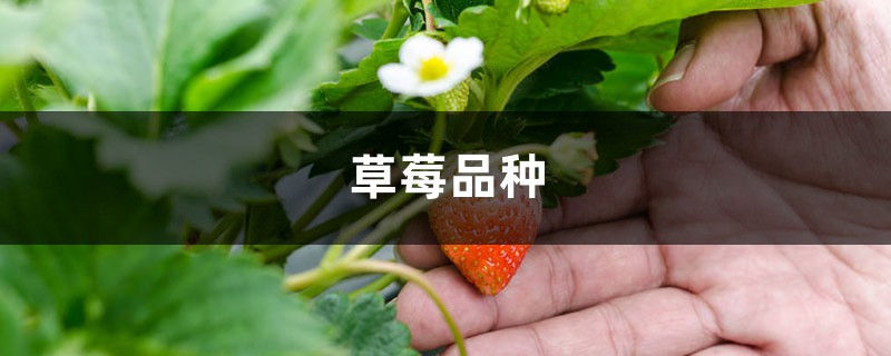 草莓的品种有哪些,什么品种好 草莓的品种有哪些,什么品种好