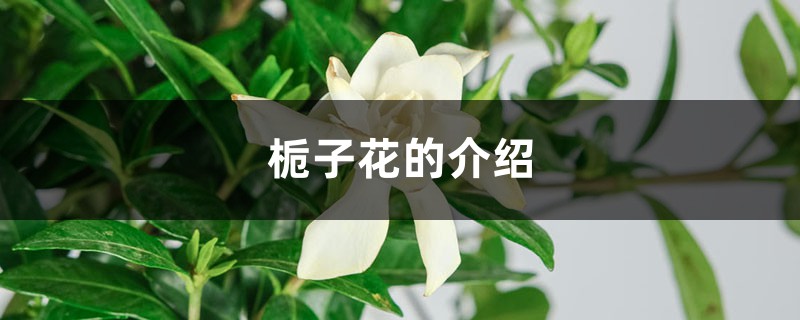 栀子花的介绍,栀子花的花语 栀子花的介绍,栀子花的花语