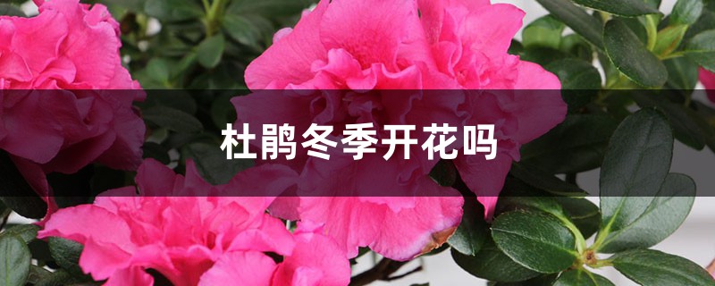杜鹃冬季开花吗,冬季适合多少度 杜鹃冬季开花吗,冬季适合多少度