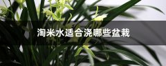 淘米水适合浇哪些盆栽，浇兰花正确方法