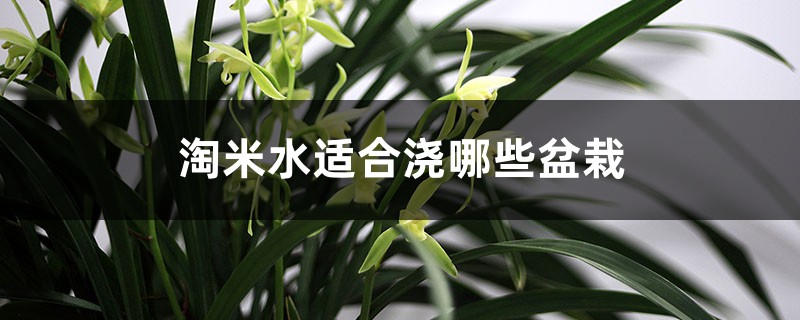 淘米水适合浇哪些盆栽,浇兰花正确方法 淘米水适合浇哪些盆栽,浇兰花正确方法