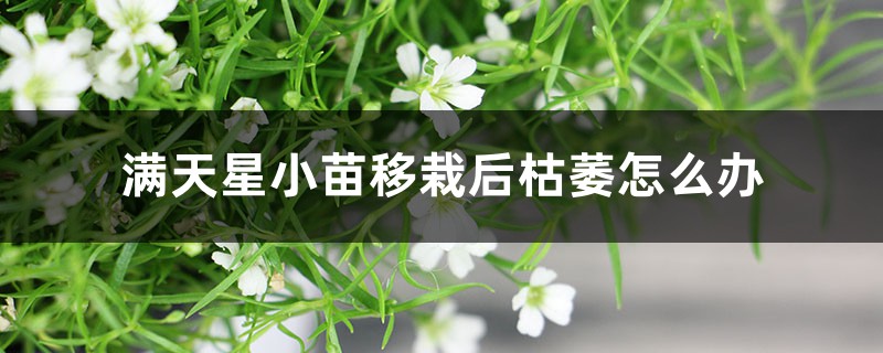 满天星小苗移栽后枯萎怎么办,换盆后浇水吗 满天星小苗移栽后枯萎怎么办,换盆后浇水吗