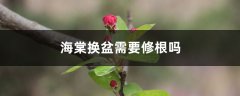 海棠换盆需要修根吗，换盆注意什么