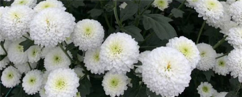 多头菊可以水养吗,怎么水养 多头菊可以水养吗,怎么水养
