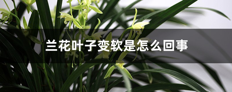 兰花叶子变软是怎么回事,如何挽救 兰花叶子变软是怎么回事,如何挽救
