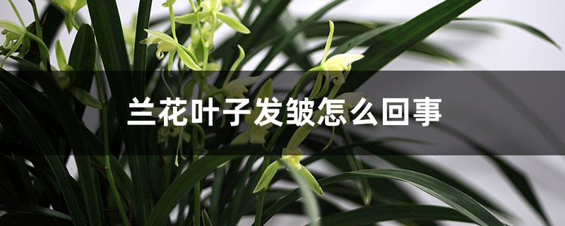 兰花叶子发皱是怎么回事,如何挽救 兰花叶子发皱是怎么回事,如何挽救