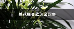 兰花根变软是怎么回事，如何挽救