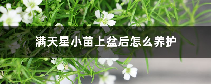 满天星小苗上盆后怎么养护,为什么会倒苗 满天星小苗上盆后怎么养护,为什么会倒苗