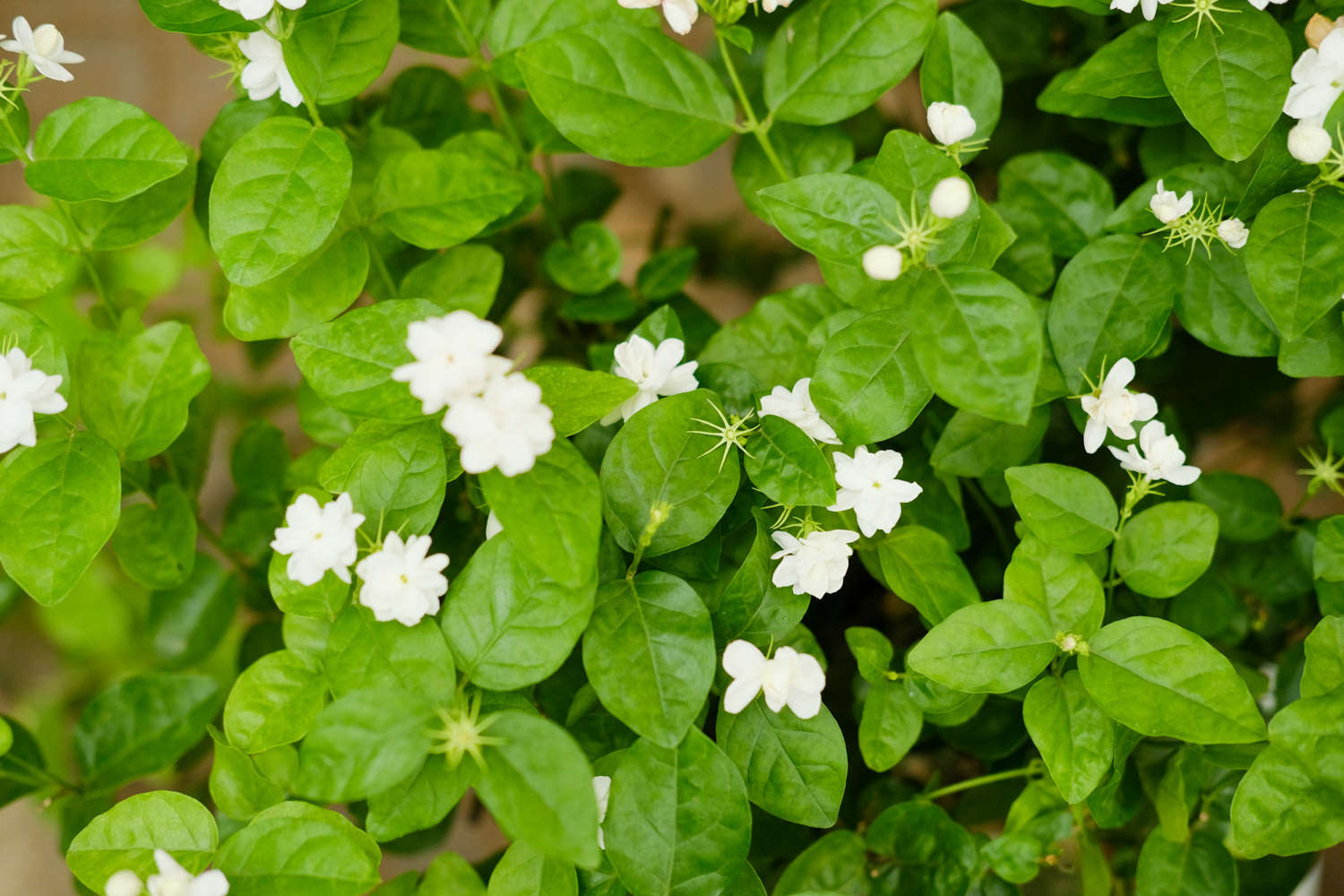 茉莉 茉莉