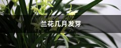 兰花几月发芽，秋季发芽吗