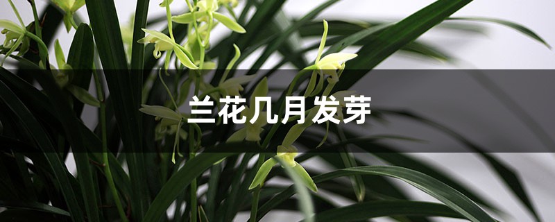 兰花几月发芽,秋季发芽吗 兰花几月发芽,秋季发芽吗