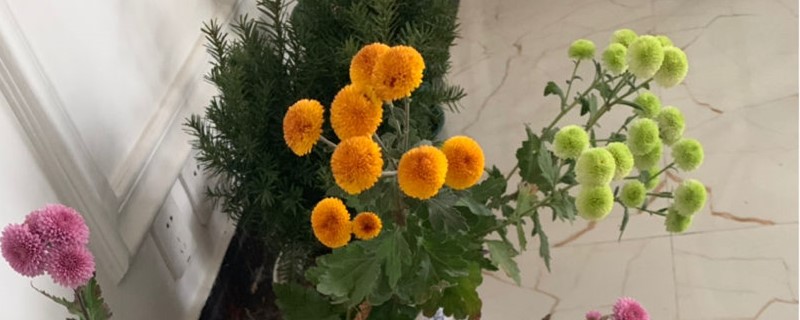 球菊的养殖方法,球菊怎么养能爆盆 球菊的养殖方法,球菊怎么养能爆盆