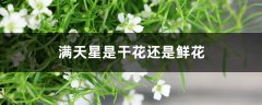 满天星是干花还是鲜花，多少钱一束