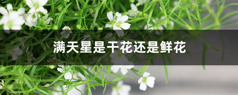 满天星是干花还是鲜花,多少钱一束 满天星是干花还是鲜花,多少钱一束