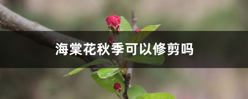 海棠花秋季可以修剪吗，秋季可以移栽吗