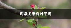 海棠冬季有叶子吗，冬季开花吗