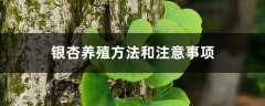 银杏养殖方法和注意事项，花盆里栽几棵银杏合适