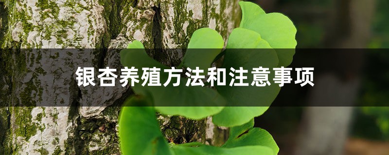 银杏养殖方法和注意事项,花盆里栽几棵银杏合适 银杏养殖方法和注意事项,花盆里栽几棵银杏合适