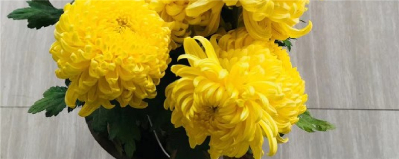 多头菊适合放在家中吗,可以插在家里吗 多头菊适合放在家中吗,可以插在家里吗