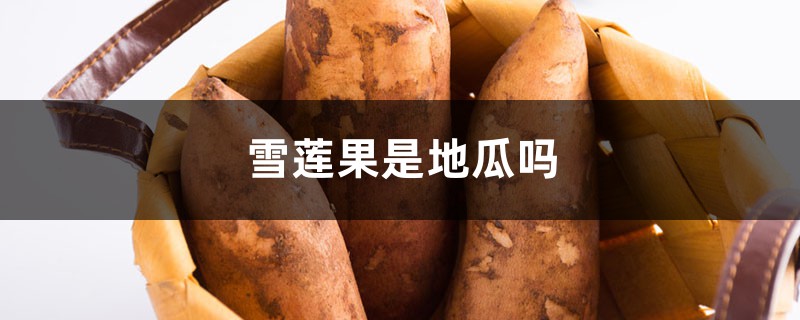 雪莲果是地瓜吗,是哪里的特产 雪莲果是地瓜吗,是哪里的特产