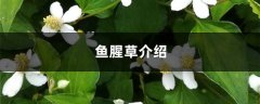 鱼腥草介绍，鱼腥草繁殖方法