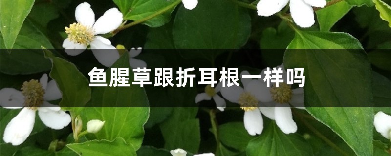 鱼腥草跟折耳根一样吗,鱼腥草可以吃吗 鱼腥草跟折耳根一样吗,鱼腥草可以吃吗
