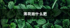 薄荷施什么肥，薄荷施肥时的两大注意