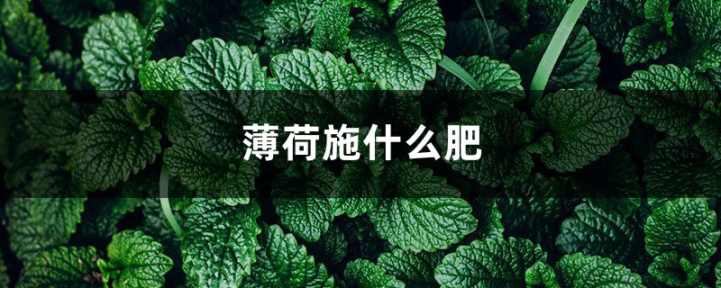 薄荷施什么肥,薄荷施肥时的两大注意 薄荷施什么肥,薄荷施肥时的两大注意
