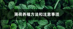 薄荷养殖方法和注意事项，薄荷怎么养才能爆盆