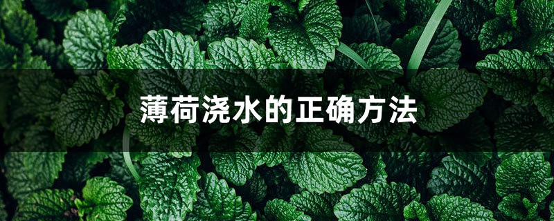 薄荷浇水的正确方法,薄荷浇水注意事项 薄荷浇水的正确方法,薄荷浇水注意事项