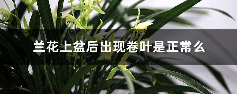 兰花上盆后出现卷叶是正常么,上盆后怎么处理 兰花上盆后出现卷叶是正常么,上盆后怎么处理