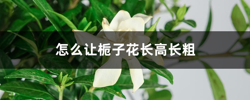 怎么让栀子花长高长粗