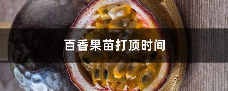 百香果苗打顶时间，盆栽百香果多高打顶