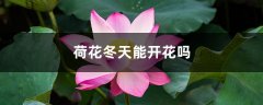 荷花冬天能开花吗，冬季如何养护