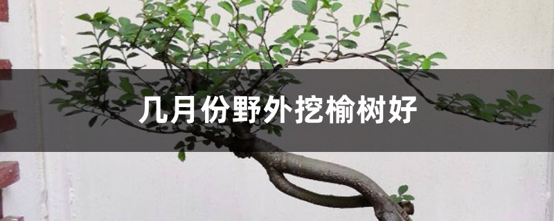 几月份野外挖榆树好,野外挖的榆树怎么栽 几月份野外挖榆树好,野外挖的榆树怎么栽