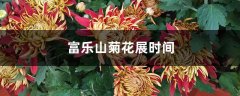 富乐山菊花展时间