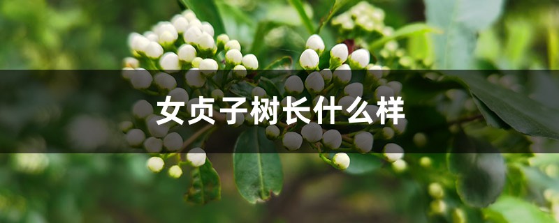 女贞子树长什么样,女贞盆景用什么土 女贞子树长什么样,女贞盆景用什么土