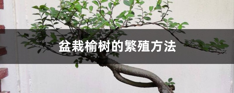 榆树怎么繁殖,可以用种子繁殖吗 榆树怎么繁殖,可以用种子繁殖吗