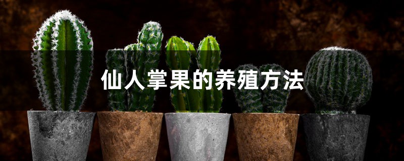 仙人掌果的养殖方法和注意事项 仙人掌果的养殖方法和注意事项