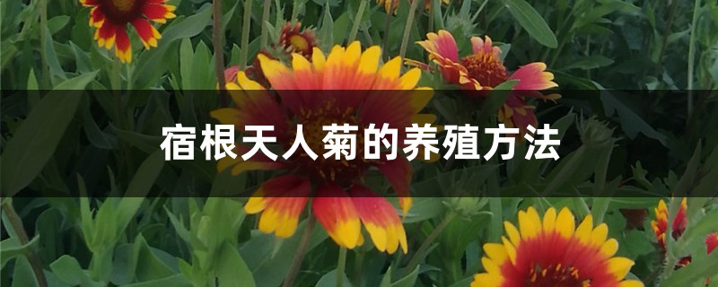 宿根天人菊的养殖方法和注意事项 宿根天人菊的养殖方法和注意事项