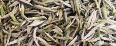 白茶的养殖方法和注意事项