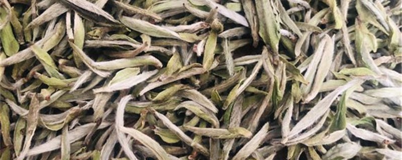 白茶的养殖方法和注意事项 白茶的养殖方法和注意事项