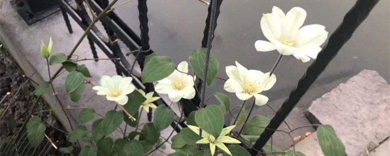 转子莲的养殖方法和注意事项 转子莲的养殖方法和注意事项